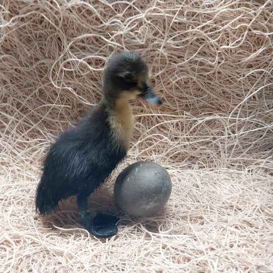 Shetland Duckling