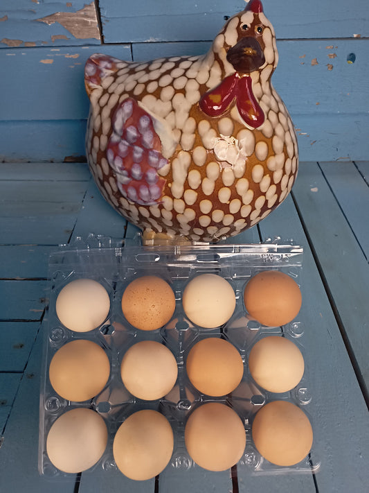 Fresh Farm Chicken Eggs Medium/Large